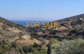 10107, Olive grove on 6 stremmata in Lagkada for sale